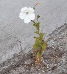 Piccole essenze